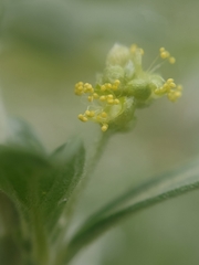 Mercurialis tomentosa