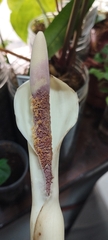 Philodendron