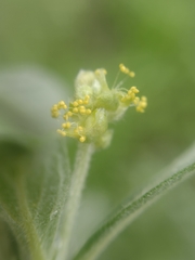 Mercurialis tomentosa