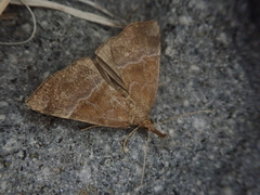 Hypena conspersalis
