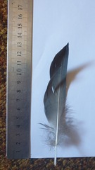 Spatula smithii