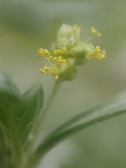 Mercurialis tomentosa