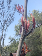 Phormium tenax