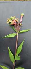 Alstroemeria isabellana