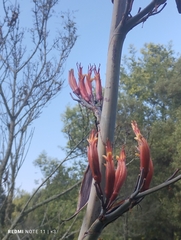 Phormium tenax