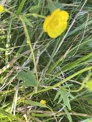 Ranunculus acris