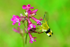 Hemaris fuciformis