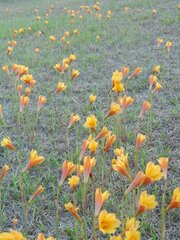 Zephyranthes tubispatha