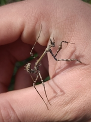 Empusa pennata