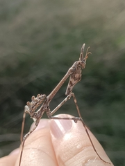 Empusa pennata