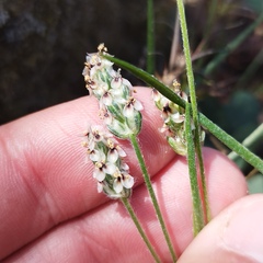Plantago nivea