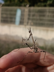 Empusa pennata