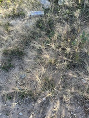 Scleropogon brevifolius