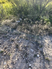 Scleropogon brevifolius