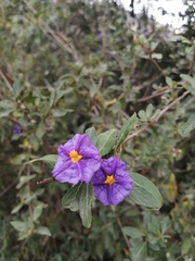 Lycianthes lycioides
