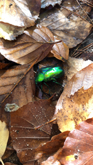 Protaetia speciosissima