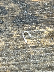 Rhynchodemus sylvaticus