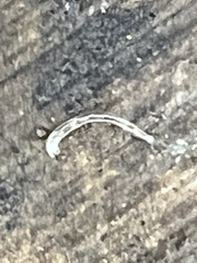 Rhynchodemus sylvaticus