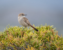 Ochetorhynchus phoenicurus