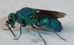 Chrysis conica