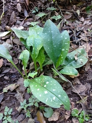 Pulmonaria