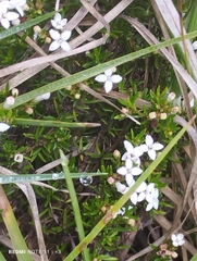 Arcytophyllum thymifolium