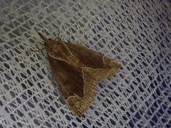 Bomolocha nigrobasalis