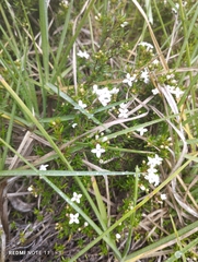 Arcytophyllum thymifolium
