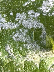 Erysiphaceae