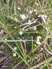 Arcytophyllum thymifolium