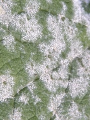Erysiphaceae