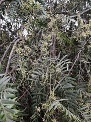 Schinus molle