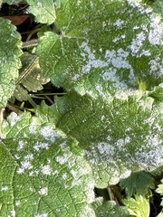 Erysiphaceae