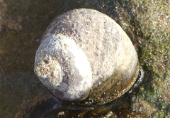 Trochoidea