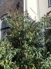 Buddleja davidii