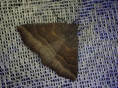 Arytrura musculus