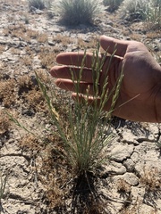 Pseudoroegneria spicata