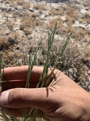 Pseudoroegneria spicata