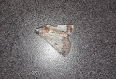 Pandesma
