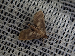Cnaphalocrocis stereogona