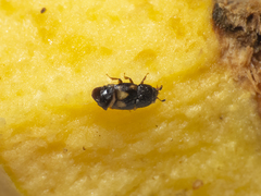 Carpophilus hemipterus