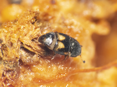 Carpophilus hemipterus