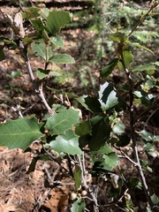 Heteroecus dasydactyli