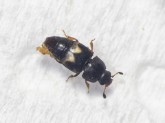 Carpophilus hemipterus