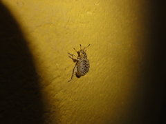 Cydianerus latruncularius