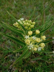 Asclepias mellodora