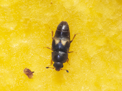 Carpophilus hemipterus