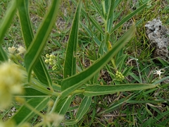 Asclepias mellodora