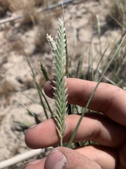Agropyron fragile