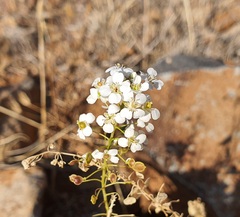 Peltaria angustifolia